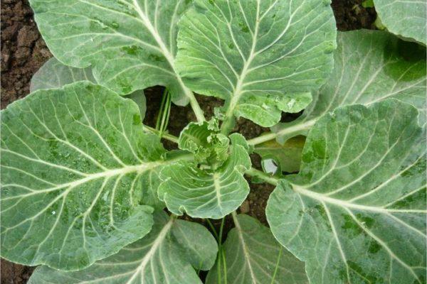 กะหล่ำปลีไม่ขึ้น