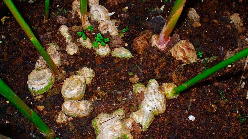 ขิงที่กำลังเติบโต