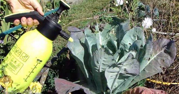การฉีดพ่นกะหล่ำปลี