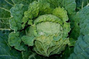 คำอธิบายเกี่ยวกับสารกำจัดวัชพืชสำหรับกำจัดกะหล่ำปลีและการใช้หลังการงอก