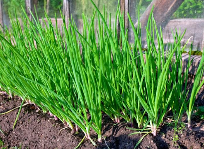 หัวหอมเยอะมาก