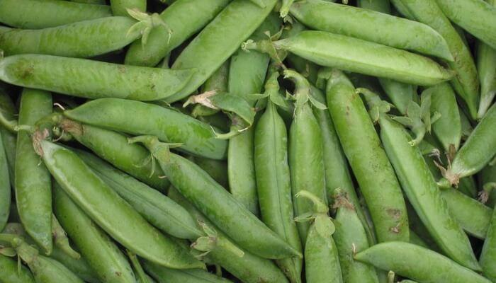 ถั่วสมอง