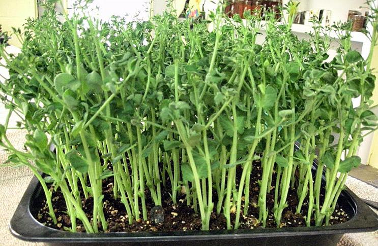 การปลูกถั่ว