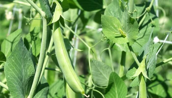 ถั่วลันเตาเมล็ด