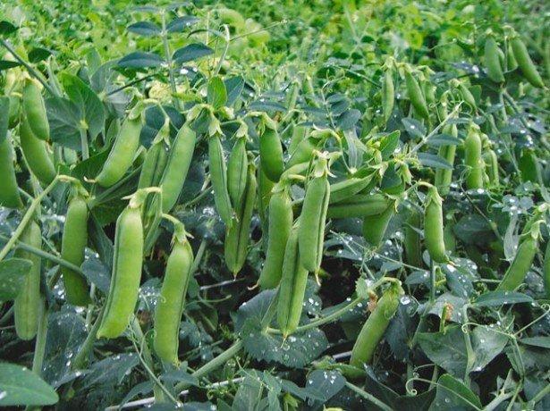 การปลูกถั่ว