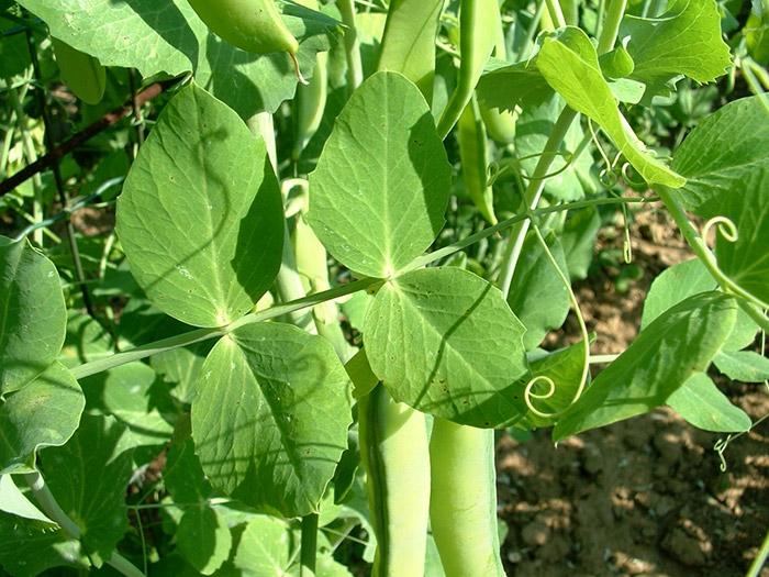 ถั่วไลซีน