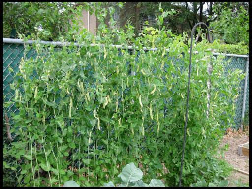 การปลูกถั่ว