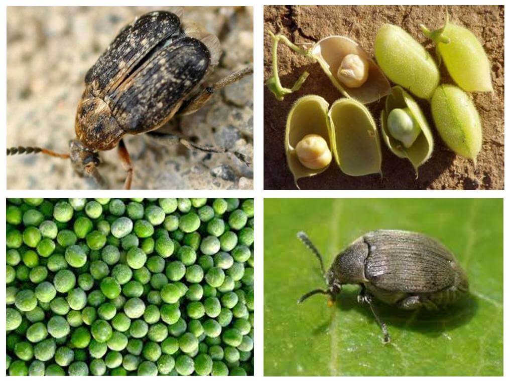 ด้วงงวงถั่ว