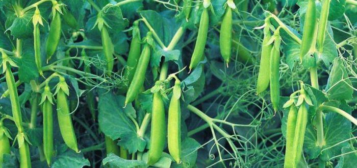 ถั่วลันเตาสุก