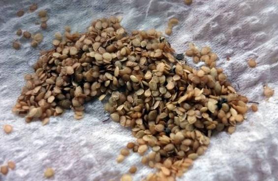 การปลูกมันฝรั่งจากเมล็ด