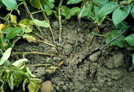 ขามันฝรั่งสีดำ