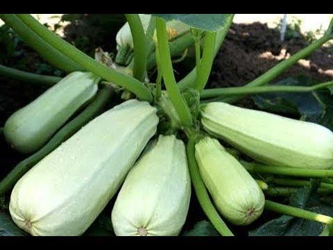 การแปรรูปบวบ