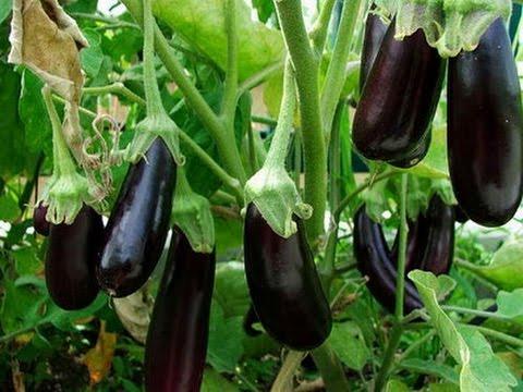 épopée d'aubergines