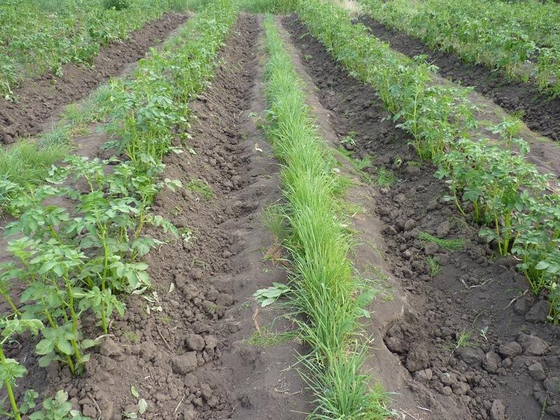 ปุ๋ยพืชสดสำหรับมันฝรั่ง