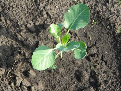 การปลูกกะหล่ำปลี