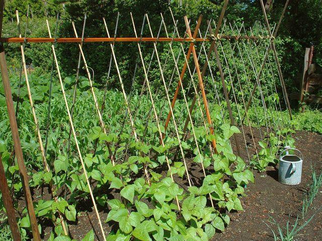 แปลงถั่ว