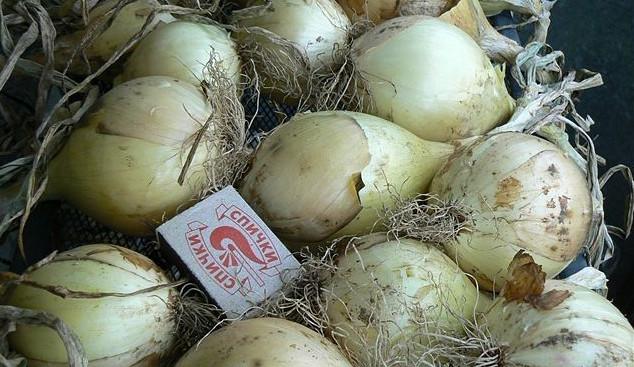 นิทรรศการหัวหอม