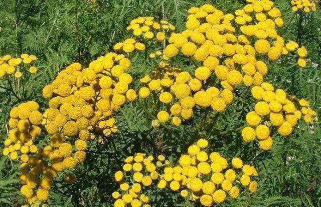 Décoctions de tanaisie et d'absinthe