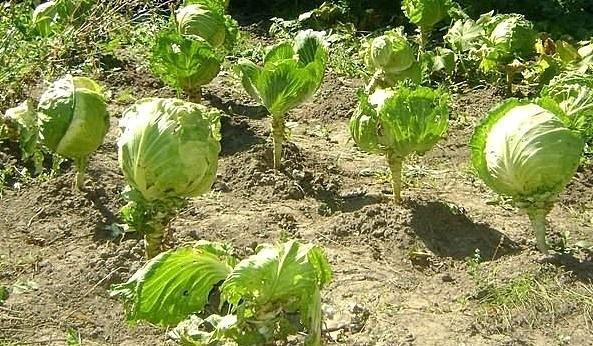 กะหล่ำปลีจำนวนมาก