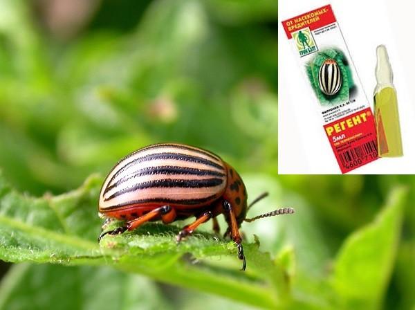 régent du scarabée