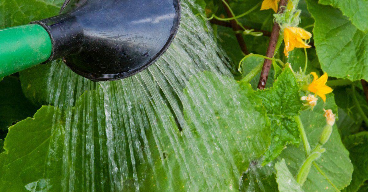 แตงกวาขาว