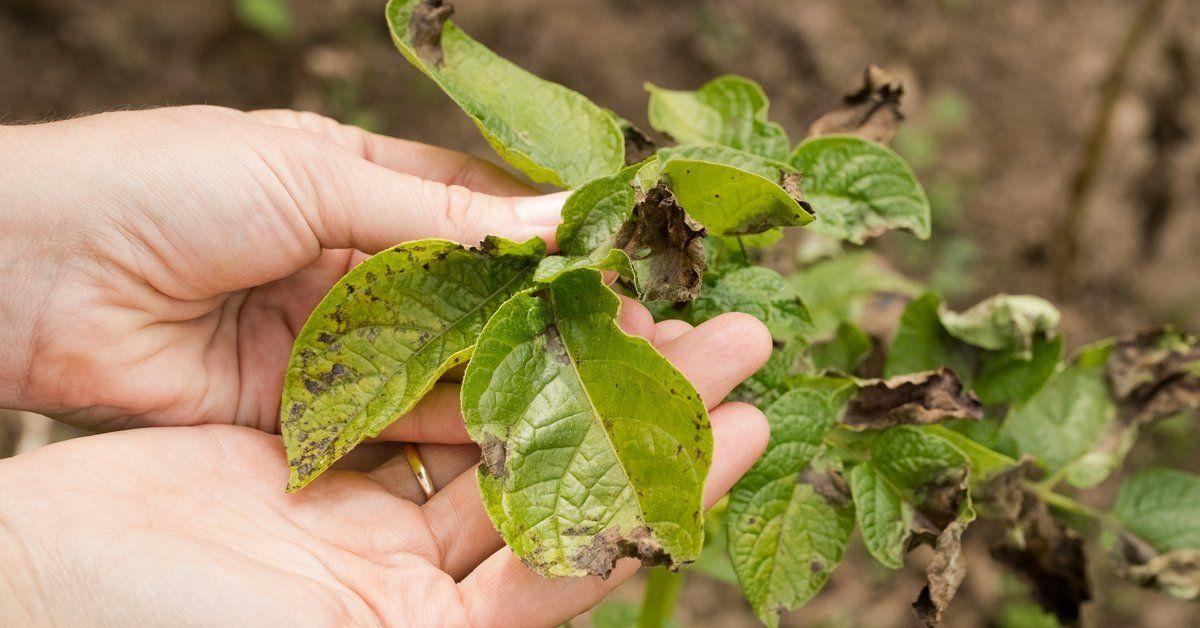 มันฝรั่งป่วย