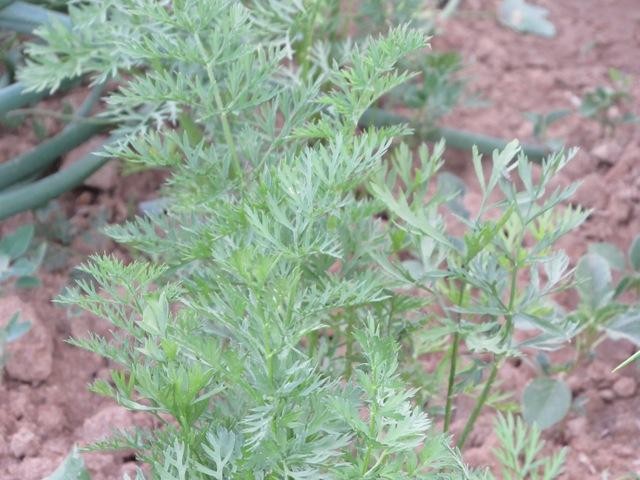 แครอทใบเขียว