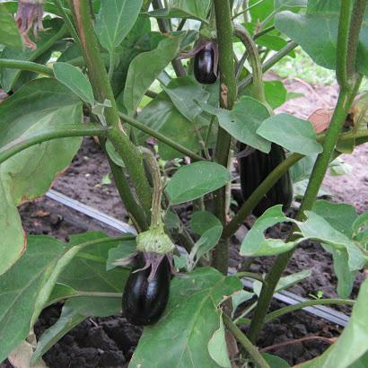 มะเขือยาวโซเฟีย