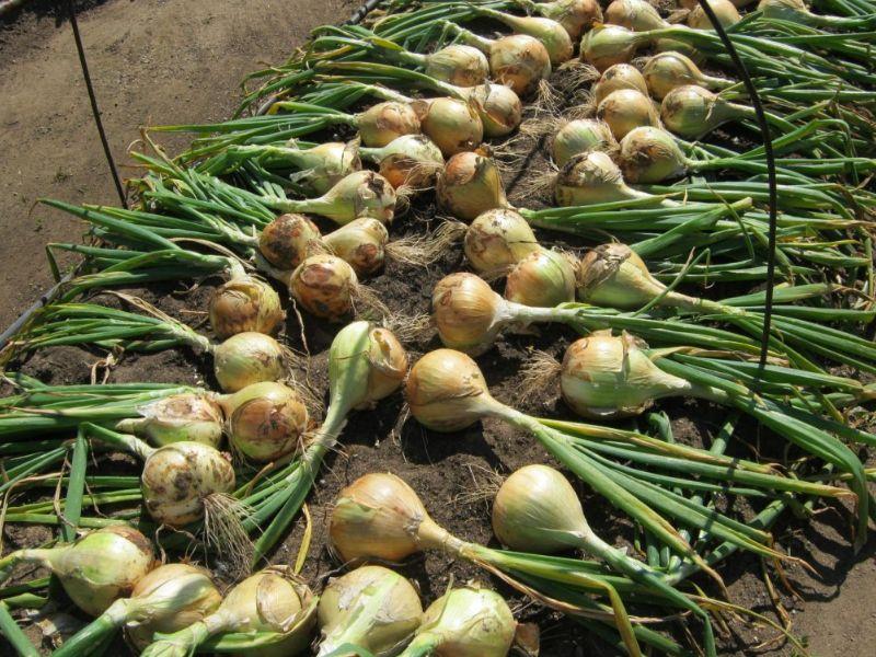 นิทรรศการหัวหอม