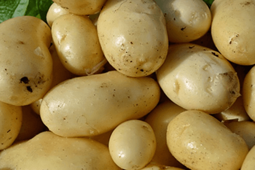 มันฝรั่งจำนวนมาก