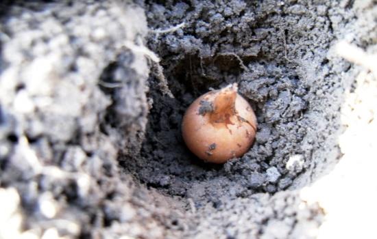 การปลูกหัวหอม