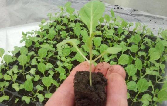 การปลูกต้นกล้า