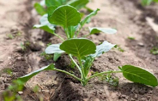 cultiver du chou chinois