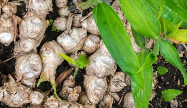 ขิงที่กำลังเติบโต