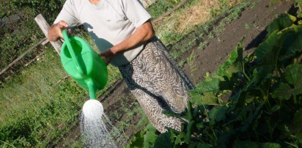 การรดน้ำบวบ