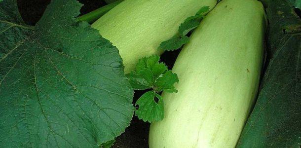 การปลูกบวบ