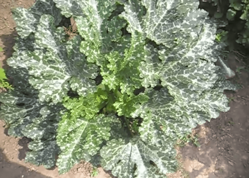 บวบคาวิลี