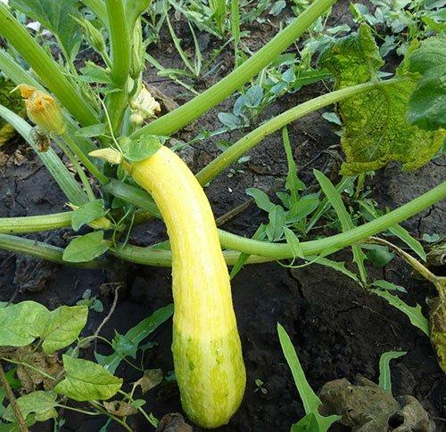 guimauve tendre aux courgettes
