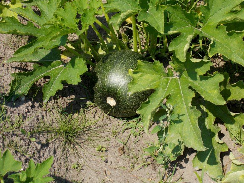 ซูกินี่กลม "Povarenok"