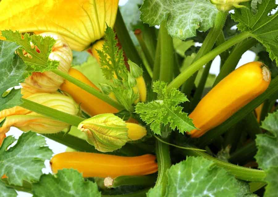 บวบเบโลกอร์