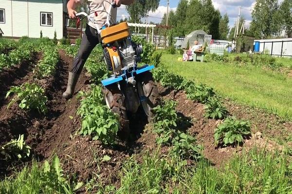 การกำจัดวัชพืชมันฝรั่ง