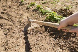 วิธีกำจัดวัชพืชมันฝรั่งอย่างรวดเร็วด้วยมือของคุณเอง: เครื่องมือและอุปกรณ์