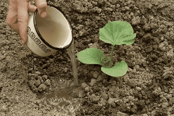 การรดน้ำบวบ