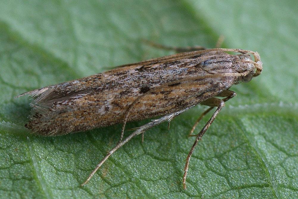 ผีเสื้อมันฝรั่ง