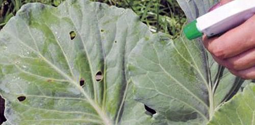 การแปรรูปกะหล่ำปลี