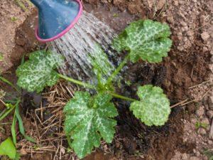 ควรรดน้ำบวบในที่โล่งบ่อยแค่ไหน? อัตราและวิธีการให้น้ำ