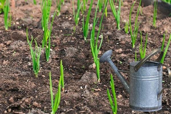 การรดน้ำหัวหอม