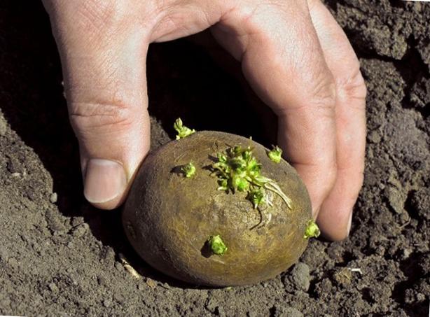 pommes de terre germées