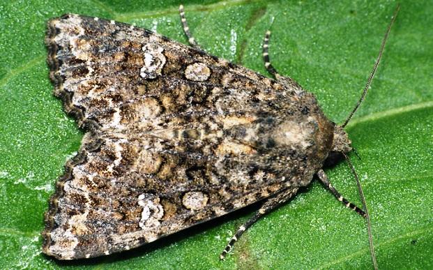 หนอนผีเสื้อกะหล่ำปลี