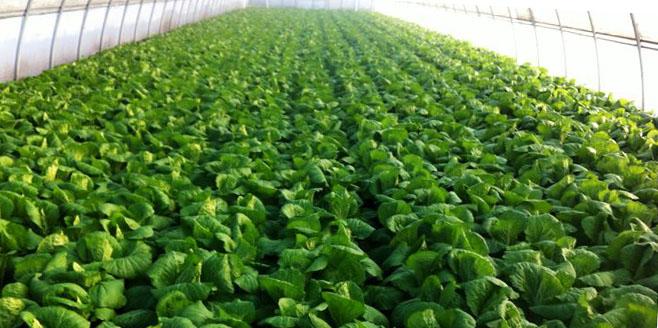 cultiver du chou chinois